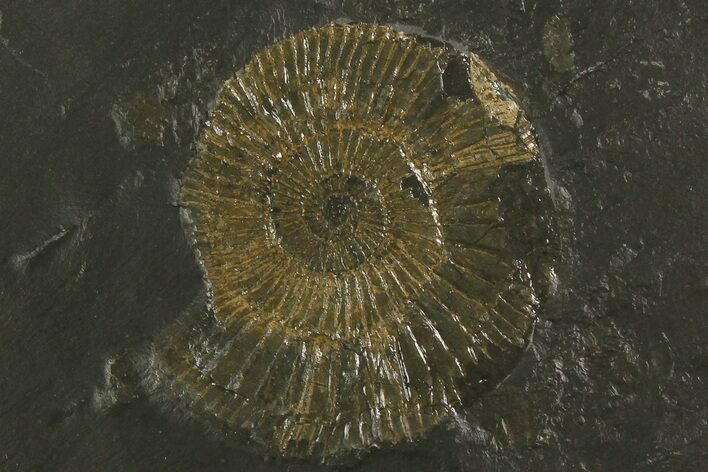 2" Dactylioceras Ammonite - Posidonia Shale, Germany